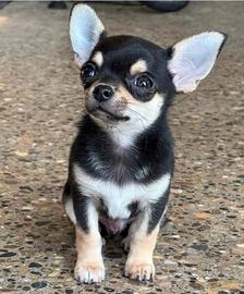 CHIHUAHUA TOY CUCCIOLI NERI FOCATI -pag in 12 mesi