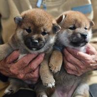 Disponibili cuccioli shiba