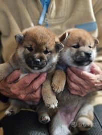 Disponibili cuccioli shiba