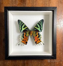 Farfalla vera in cornice - Urania ripheus