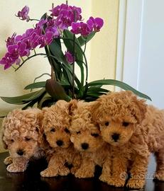 Cuccioli di Maltipoo