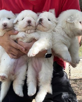 Cuccioli di Pastore Maremmano