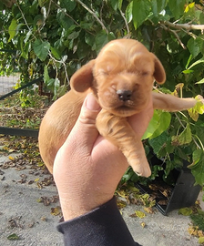 Cocker Spaniel Inglese