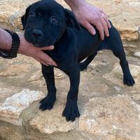 Splendida cucciola corso