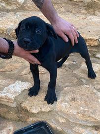 Splendida cucciola corso