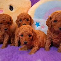 Barboncini nani rossi