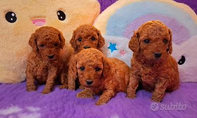 Barboncini nani rossi