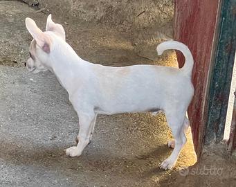 Chihuahua Maschio bianco,Nato il 04/02/2026