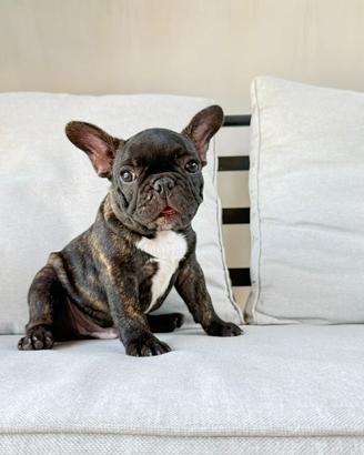 Cuccioli di bulldog francese