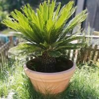 3 piante da giardino cycas revoluta 