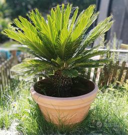 3 piante da giardino cycas revoluta 