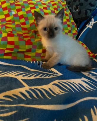Gattini siamesi favolosi
