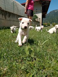 Cuccioli tipo Pastore Svizzero bianco