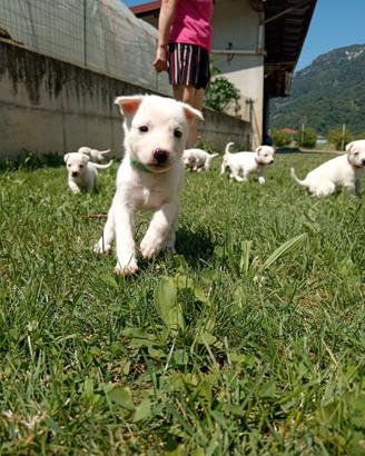 Cuccioli tipo Pastore Svizzero bianco