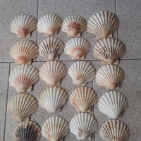 capesante x cucina nuove