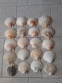 capesante x cucina nuove