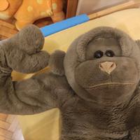 Morbidissimo grande gorillone