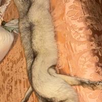 Colletto in vera pelliccia di volpe anni ‘80