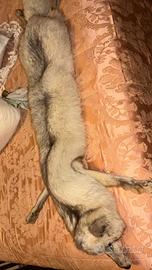 Colletto in vera pelliccia di volpe anni ‘80