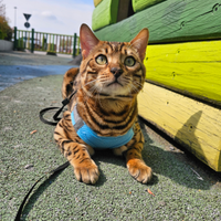 Gatto Bengala per Monta