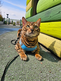 Gatto Bengala per Monta