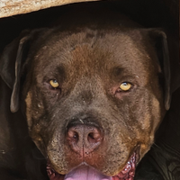 American bully per monta