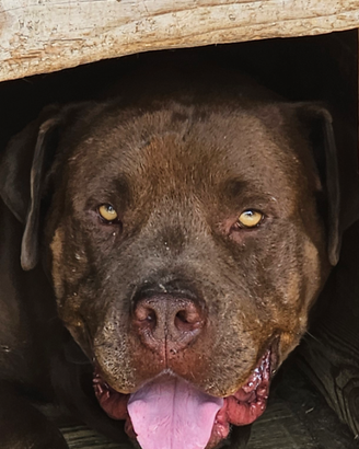 American bully per monta