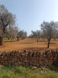 Terreno agricolo