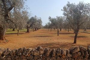 Terreno agricolo