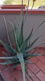 Pianta di Aloe Vera con fiore vaso grande