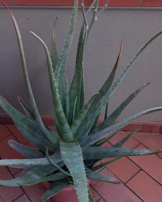 Pianta di Aloe Vera con fiore vaso grande