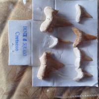 denti squalo del cretaceo.