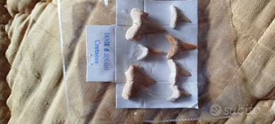 denti squalo del cretaceo.