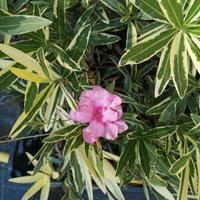 Piante di oleandro variegato