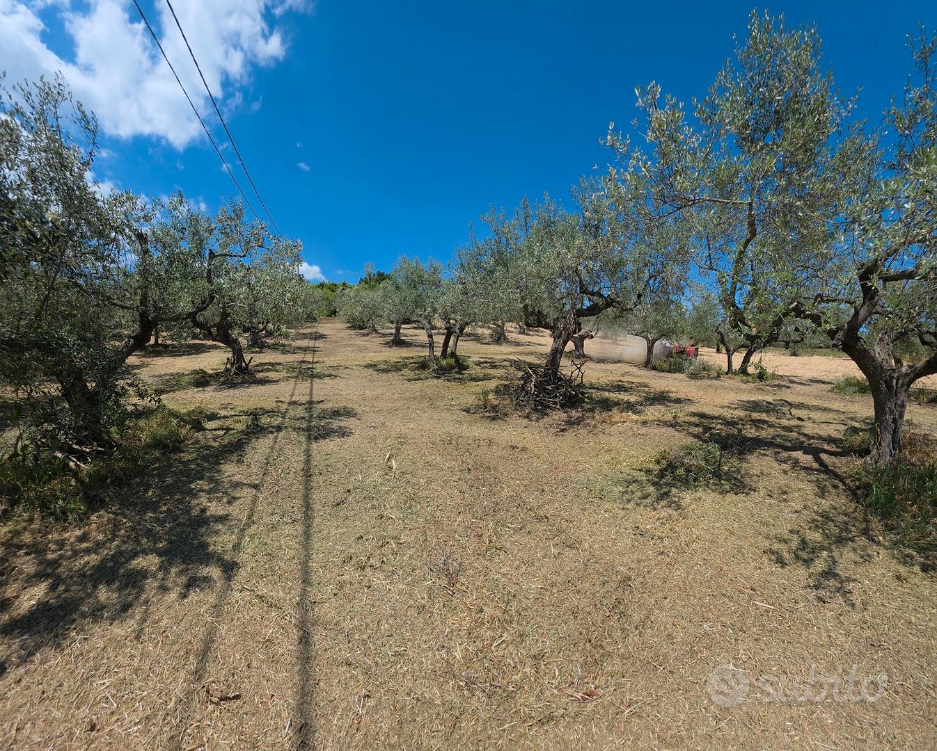 Terreno agricolo con 40 piante di ulivi secolari - Vista 6
