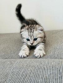Scottish fold cuccioli