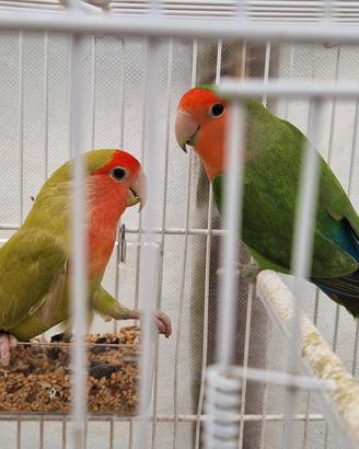 inseparabili 