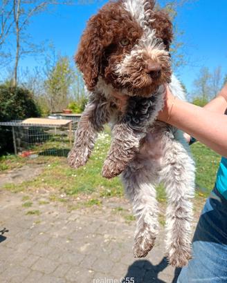 Lagotto romagnolo