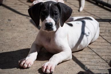 Cuccioli di alano pronti