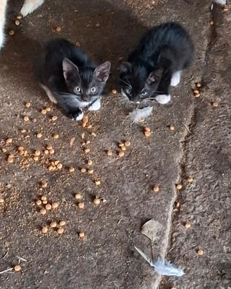 Gattini di 2 mesi