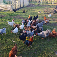 Varietà di Galline e galli di razze pure