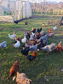 Varietà di Galline e galli di razze pure