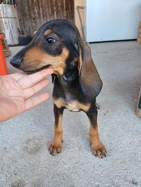 Cucciole con pedigree
