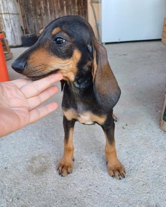 Cucciole con pedigree