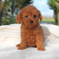 Cucciolina di Barboncino