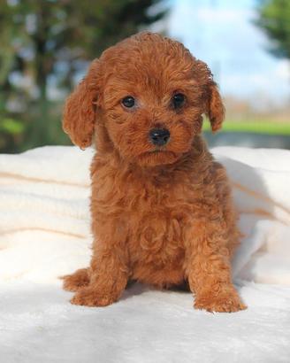 Cucciolina di Barboncino