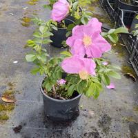 Rosa rugosa in vaso