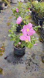 Rosa rugosa in vaso