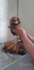 Cuccioli di spitz con pedigree ENCI