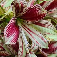Hippeastrum Papilio 